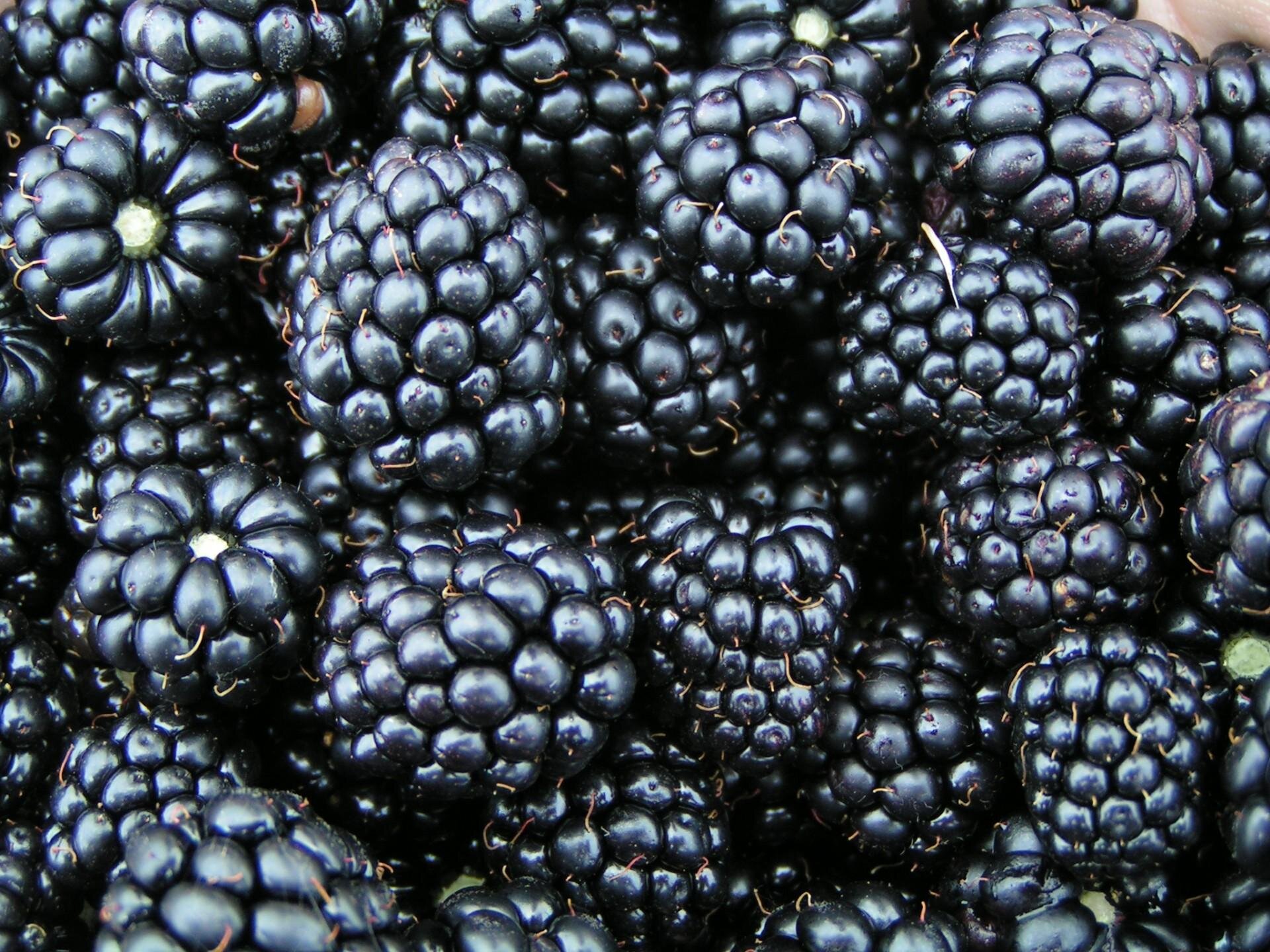 Blackberries