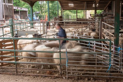 A farm scene featuring blurred brown dog herding sheep in a pen, with multiple sheep enclosed in the structure. A tractor is visible in the background, and a blurred figure is moving within the pen.