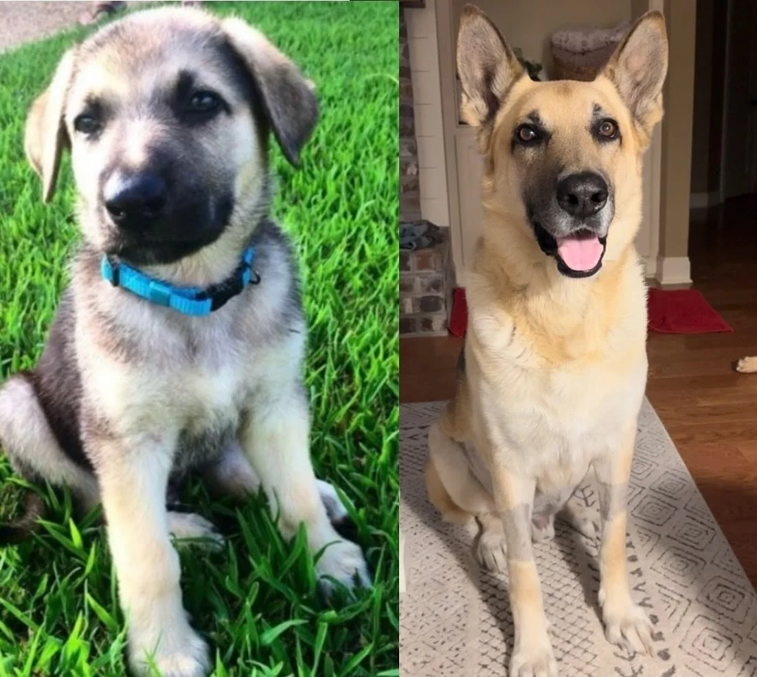 We&rsquo;ve been a little quiet on social media over the last couple months because our best buddy, Maddux, has been very sick. He had to have emergency surgery back in April, and then we found out he had a very aggressive/terminal cancer. The surger