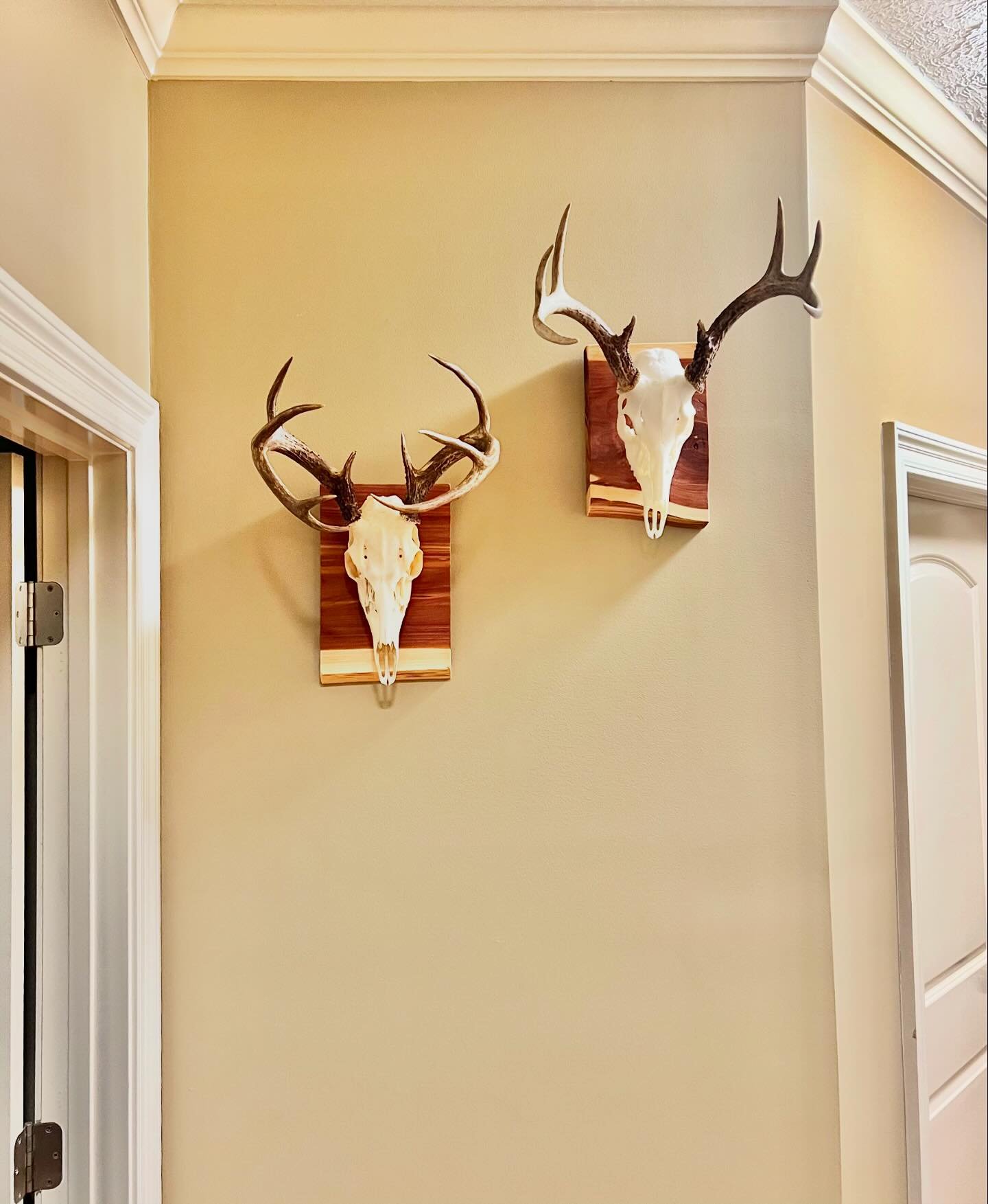 I had a couple small scrap chunks of cedar laying around the shop just collecting dust- why not put them to use? Nothing fancy at all, just sanded and sprayed some shellac to bring out the natural color and you have a quick and easy deer mount. 
.
.
