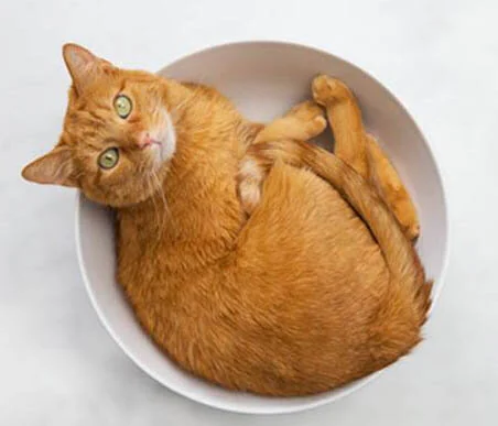 Indy curled copy.jpg