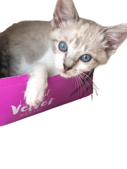 Gizmo.png