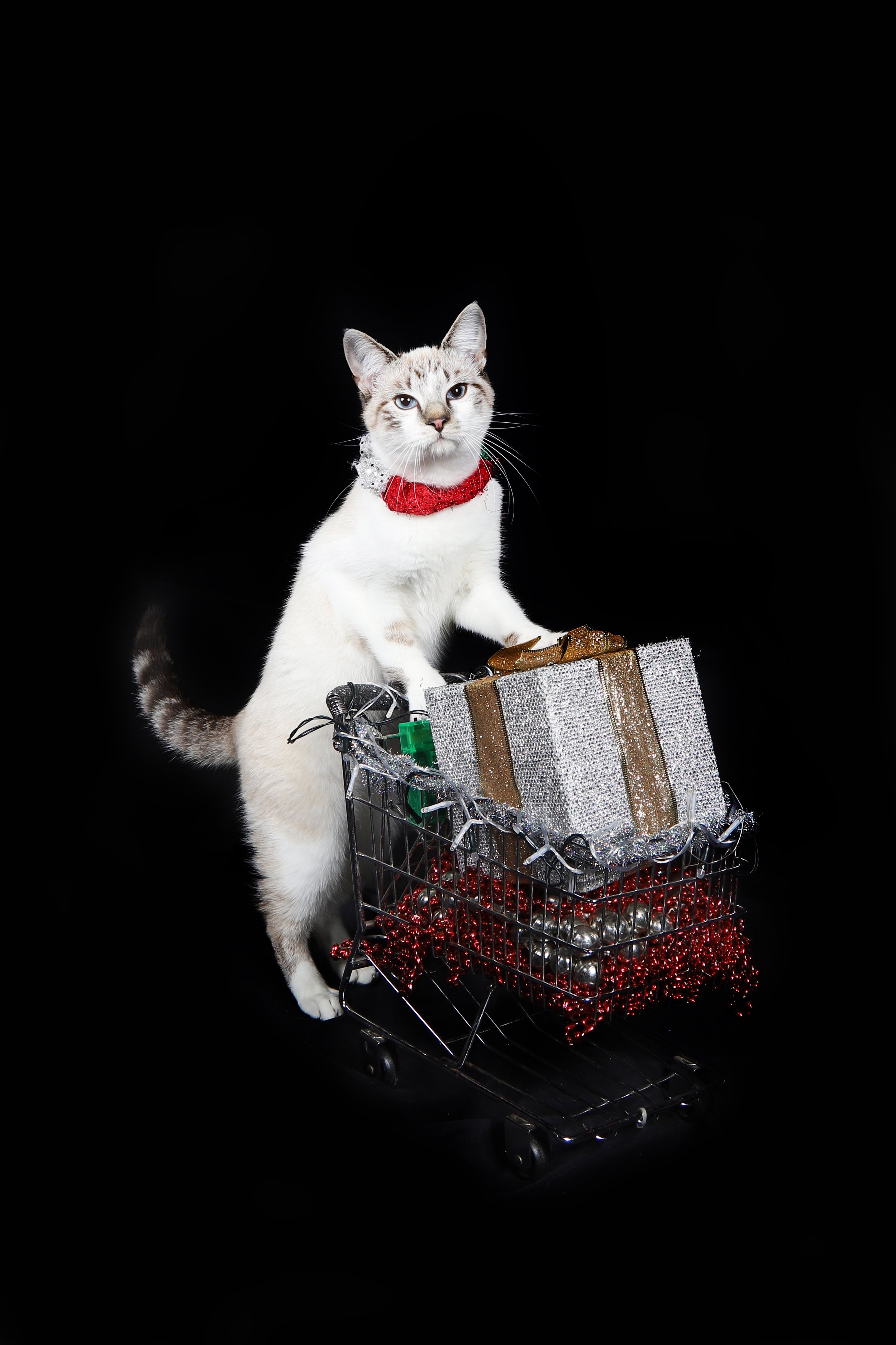Eli Christmas cart Swarmke .JPG