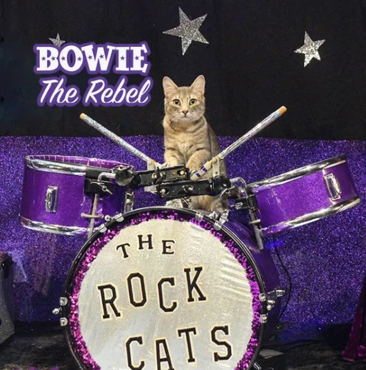 Bowie-drums-Button-Magnet-Rock-Cats-Rescue-Amazing-Acro-cats-09-05-2025_05_43_PM.png