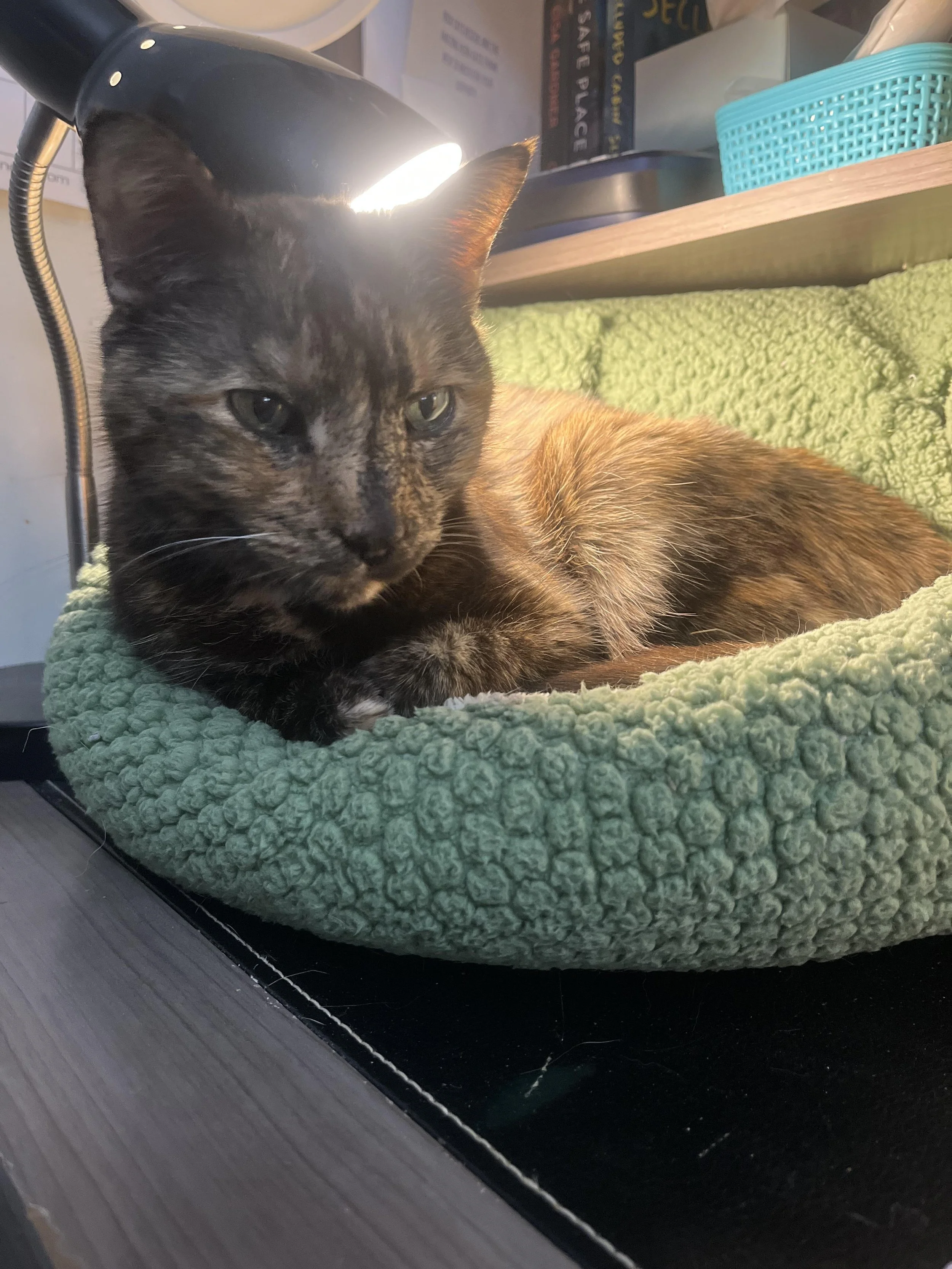 Sookie green bed.jpg