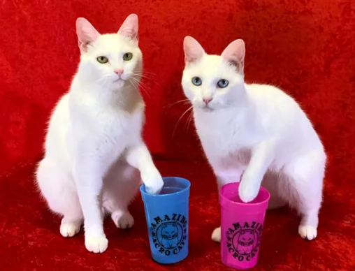 Amazing-Acro-Cats-Color-Changing-Cup-in-Blue-Rock-Cats-Rescue-Amazing-Acro-cats-09-05-2025_08_04_PM.png