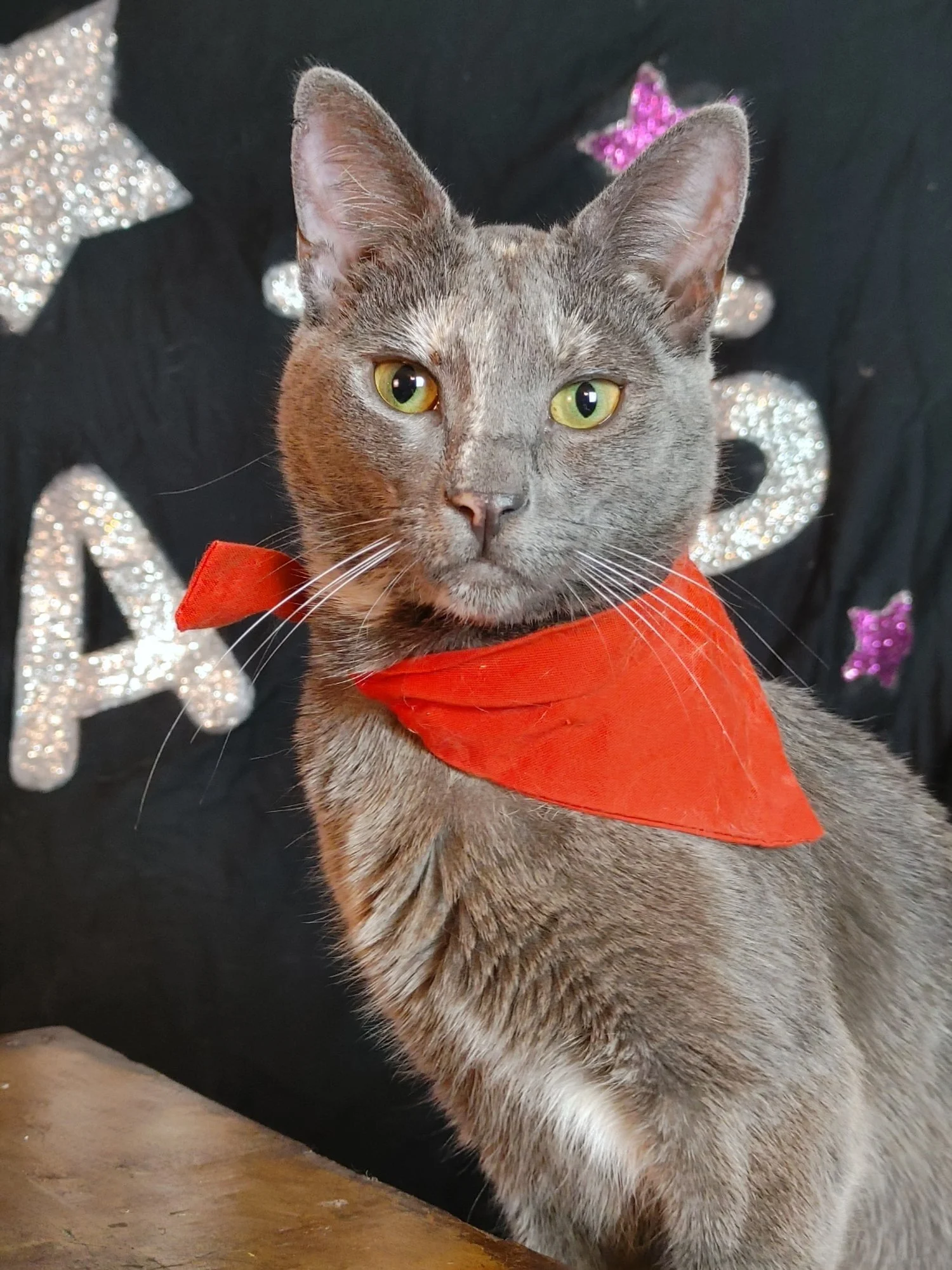 Newt bandana Angela Callicutt.jpg