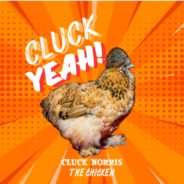 cluck sticker.png