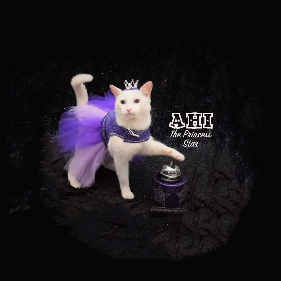 Ahibutton1.jpg