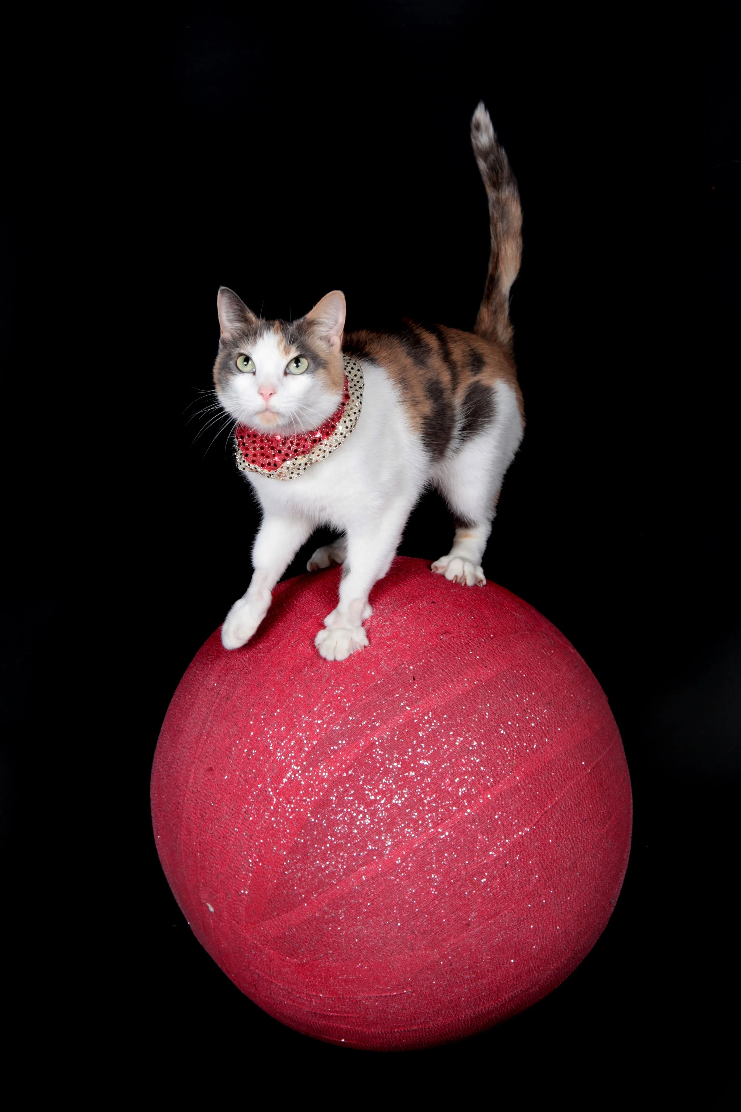 Alley yoga ballStacey Warnke .jpg