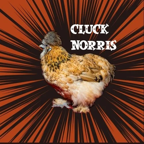 cluckbutton.jpg
