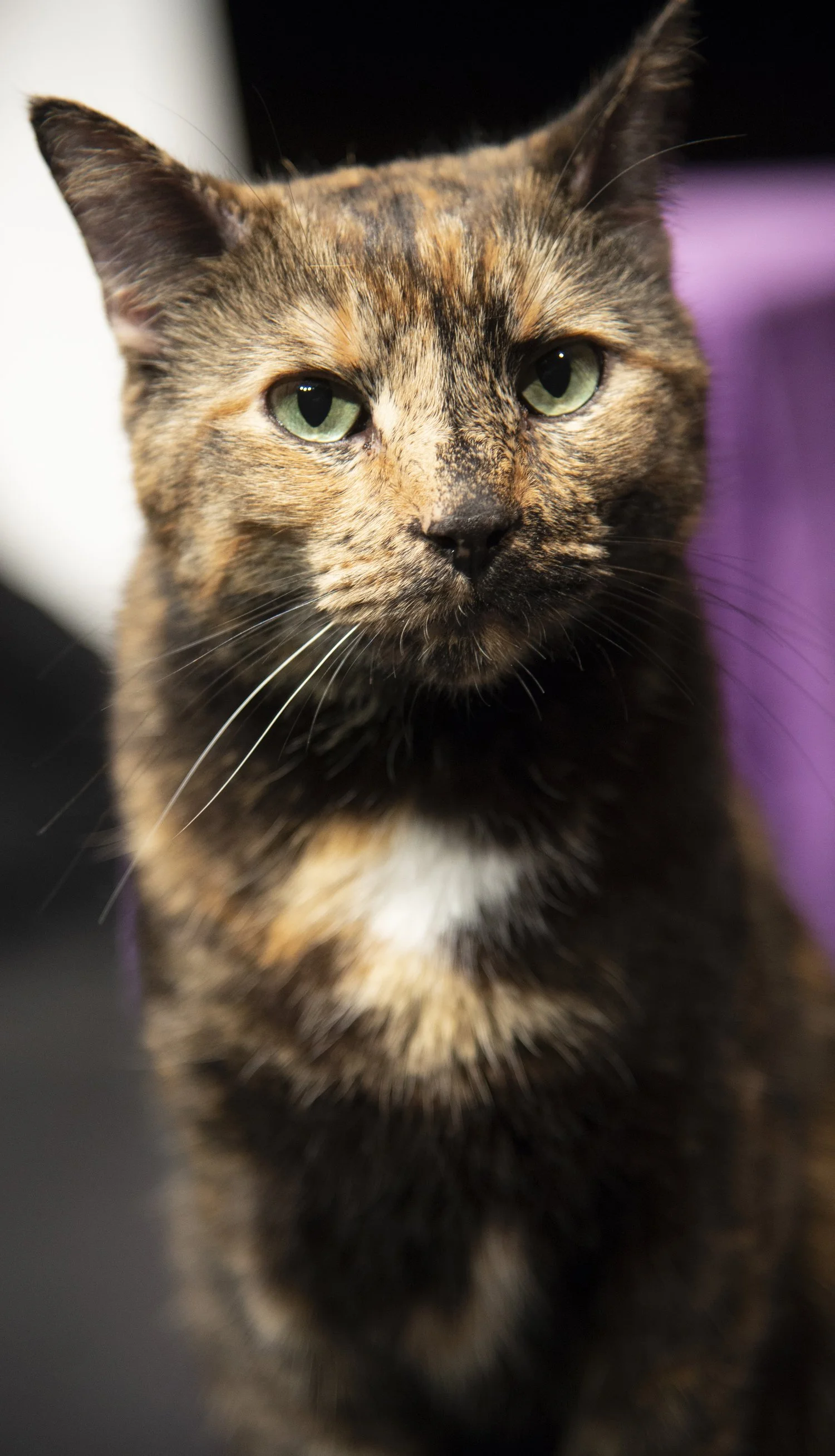 Sookie_AcroCat.jpg