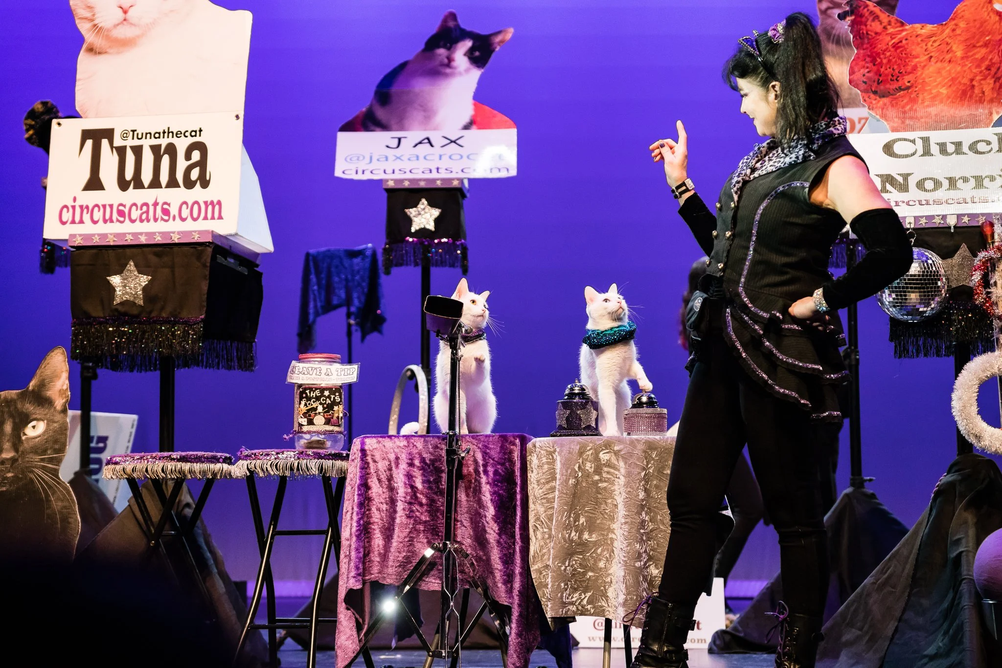 acro_cats_2-2-19-7029-Enigma-Arts-Samantha-Ahi-Albacore.jpg