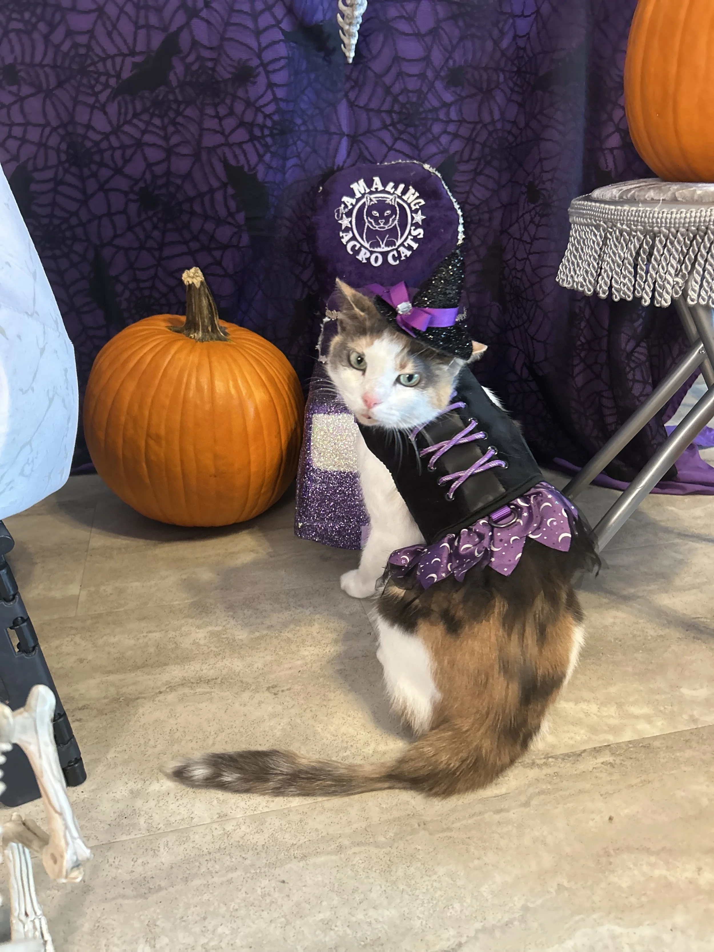 Alley Halloween cute pic Erin Hampton.jpg