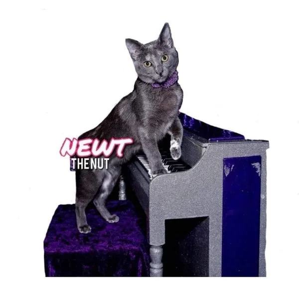 newt.jpeg