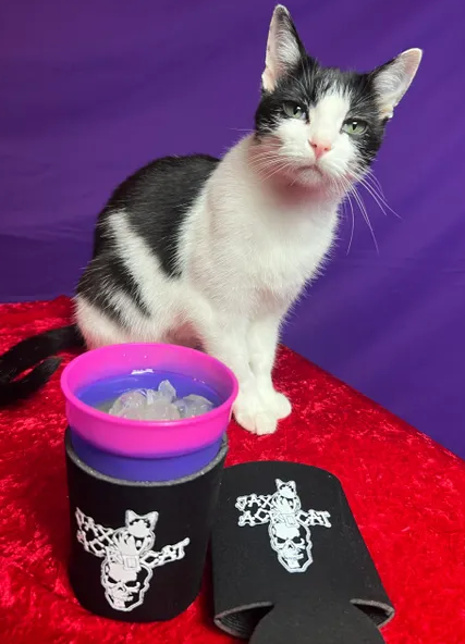 Kool-Kat-Koozie-Rock-Cats-Rescue-Amazing-Acro-cats-09-05-2025_07_54_PM.png