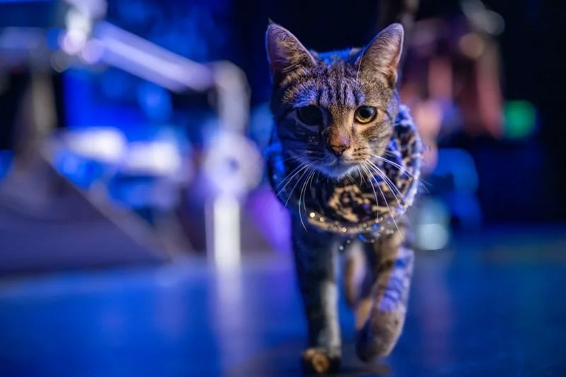 Sponsor an Acro-Cat: Crush the Sourpatch!