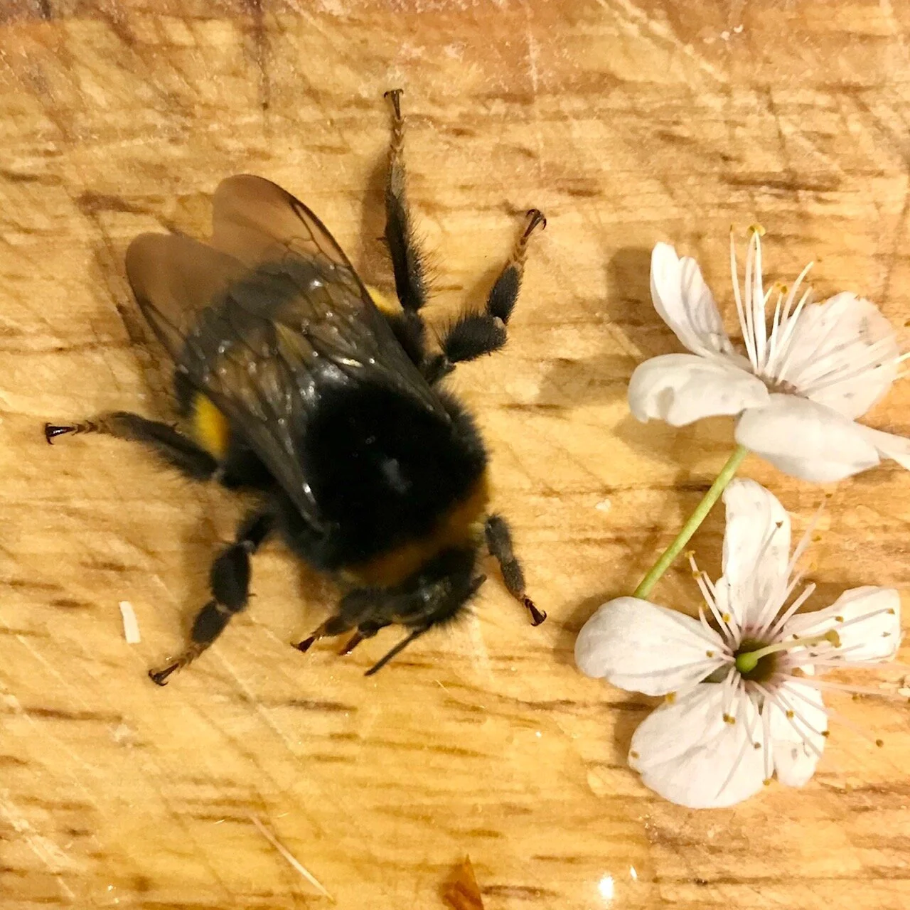 Friends’ response to the Ecological Masterplan