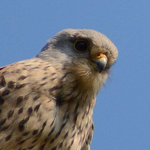 kestrel