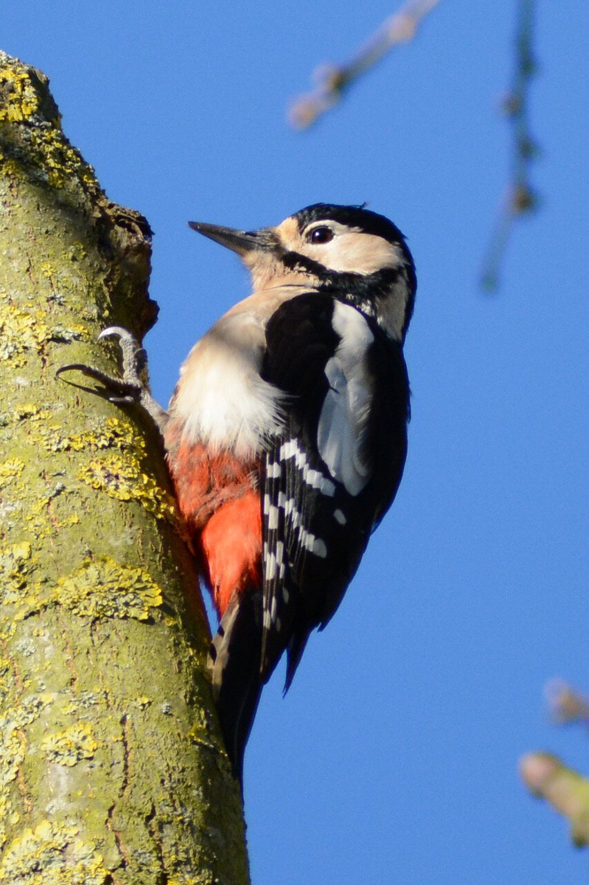 great spotted woodpecker 