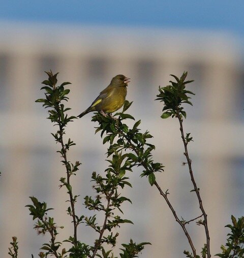 Greenfinch by Paul Thomas