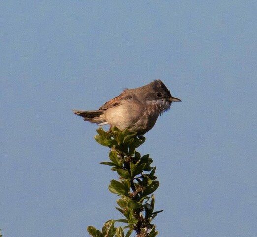 Whitethroat by Paul Thomas