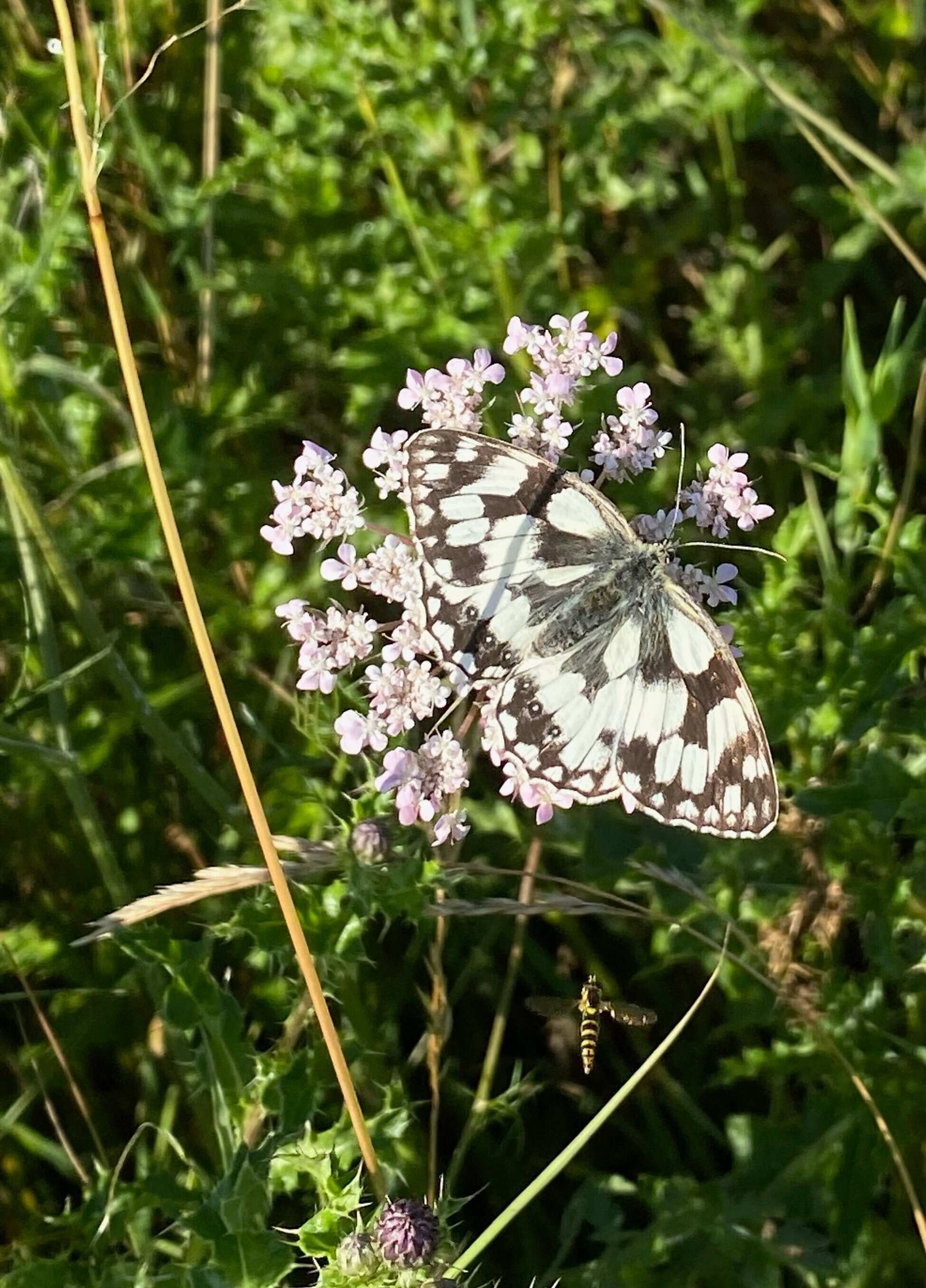 marbled white butterfly 