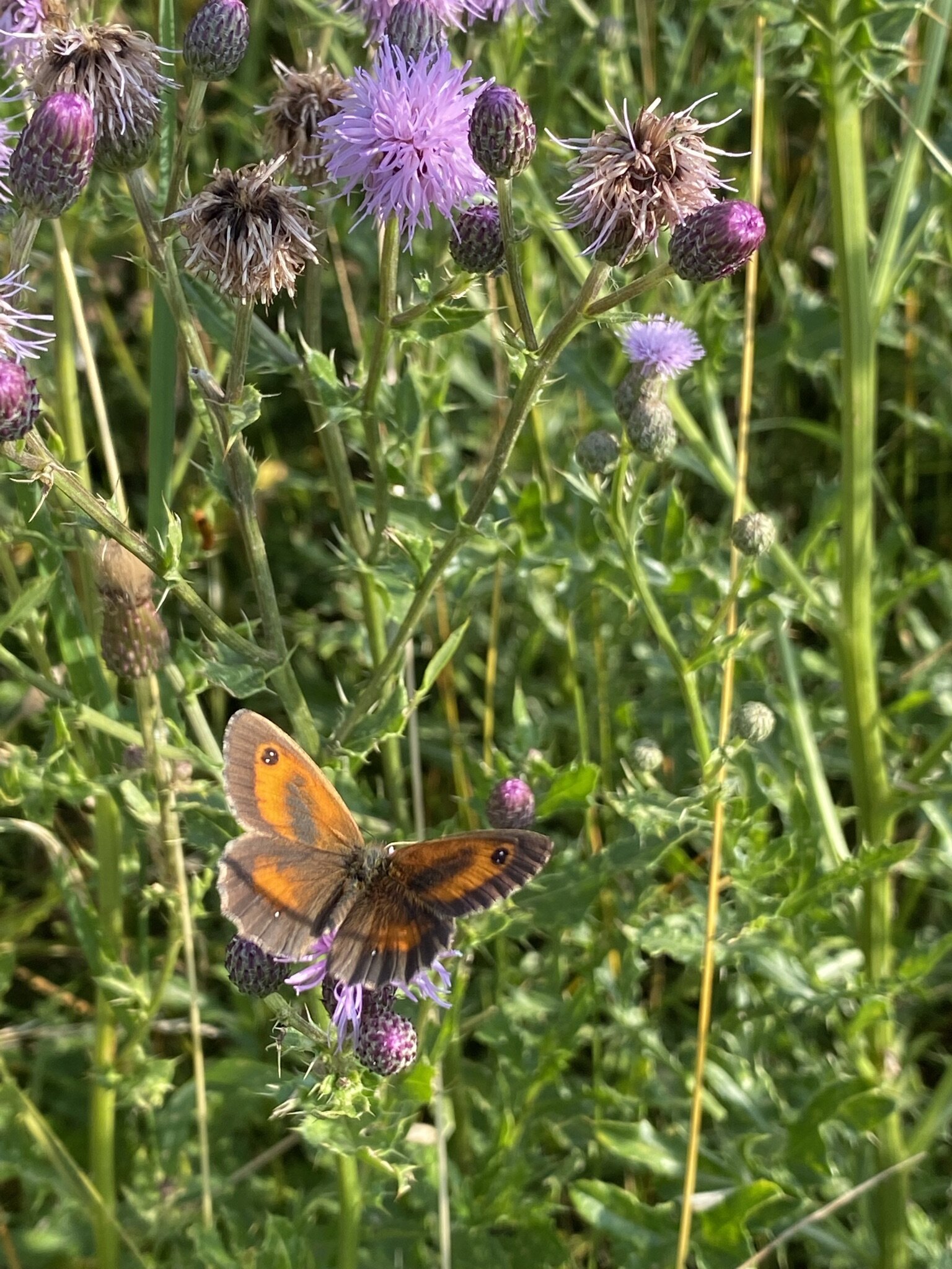 Gatekeeper Butterfly