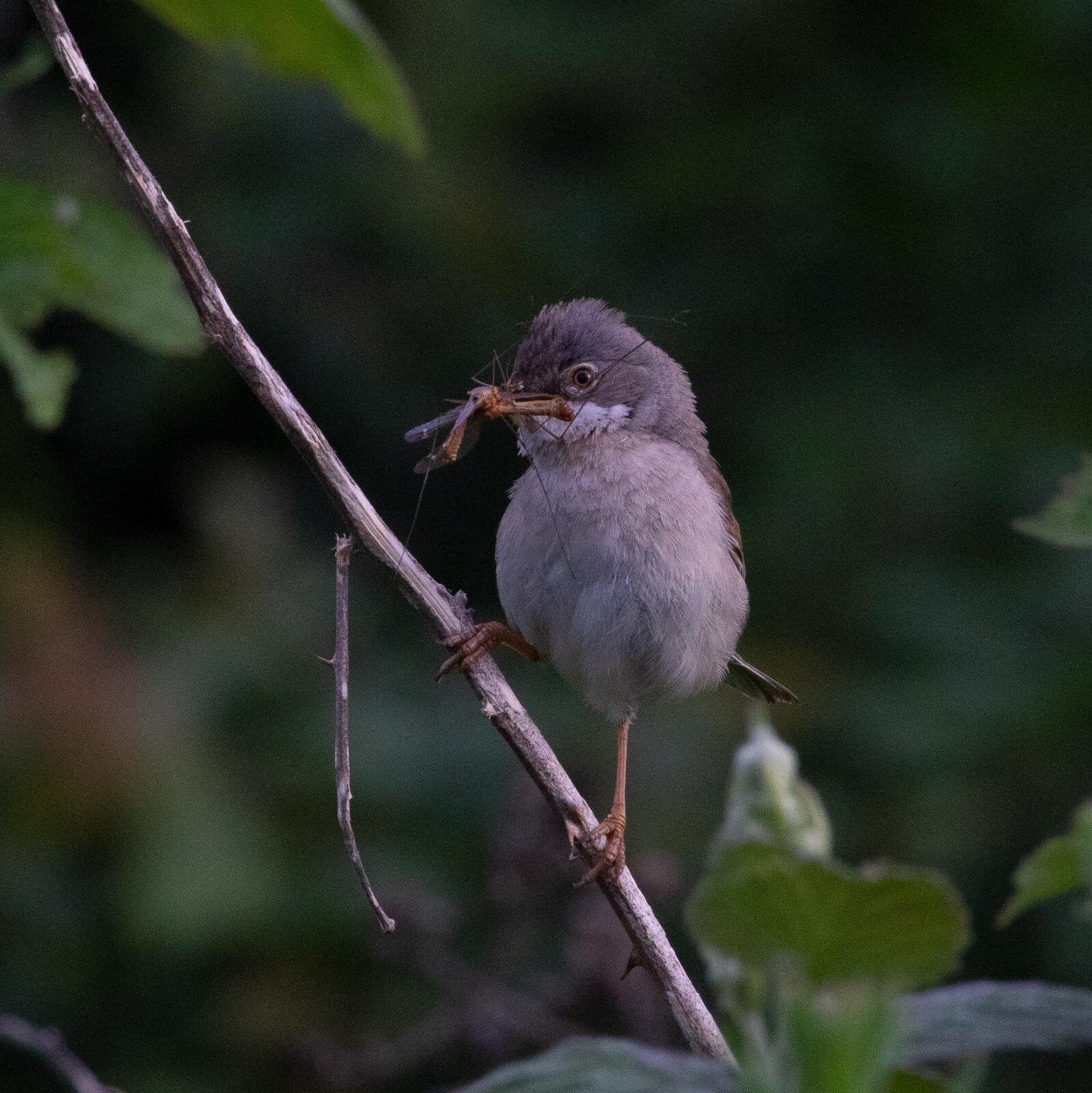Common Whitethroat with food