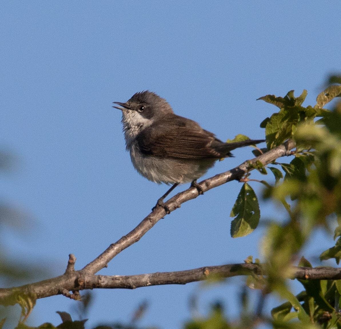 Lesser Whitethroat