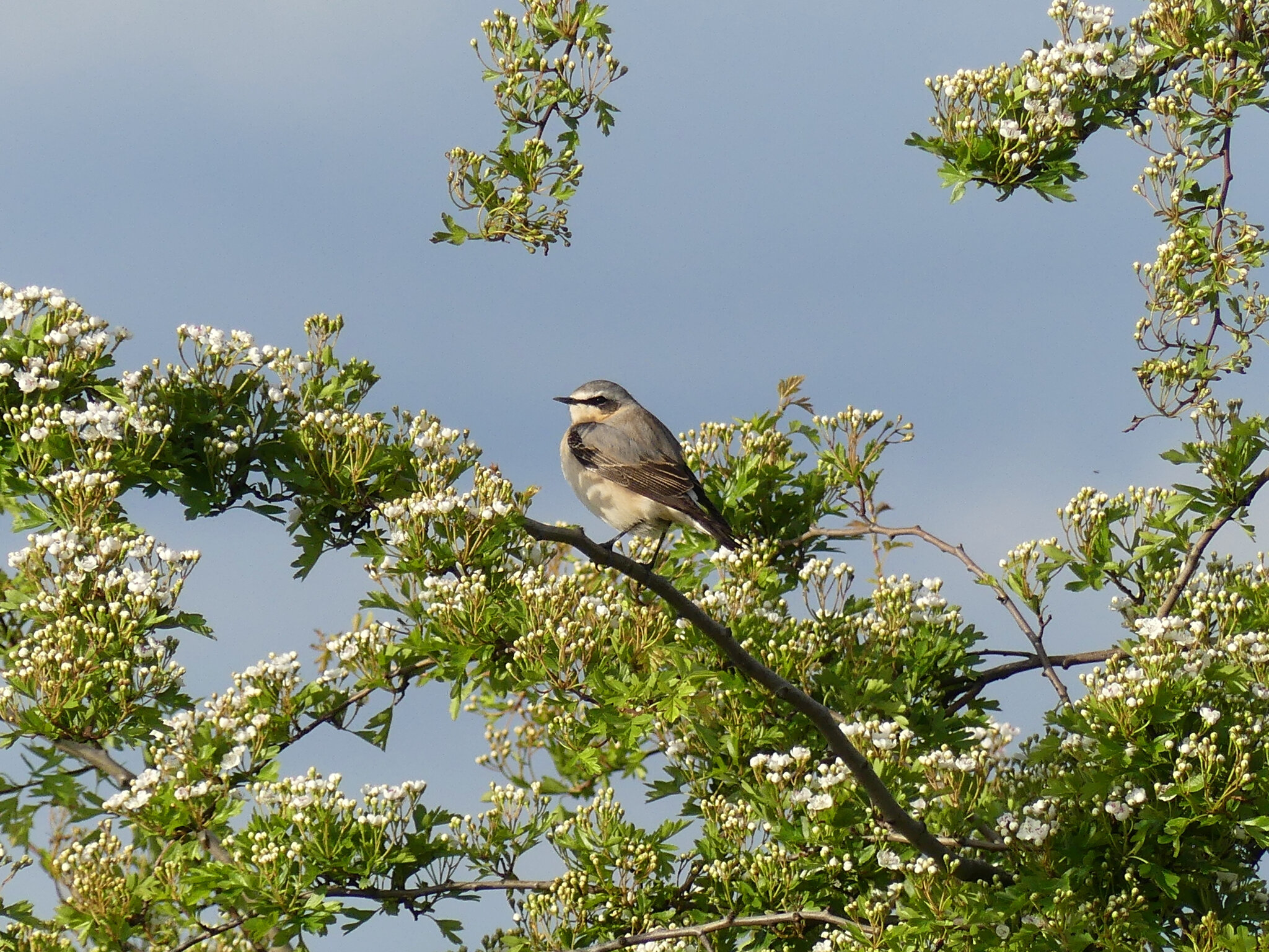 Wheatear