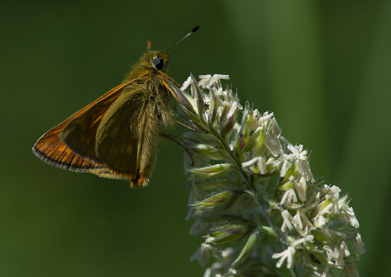 Large Skipper