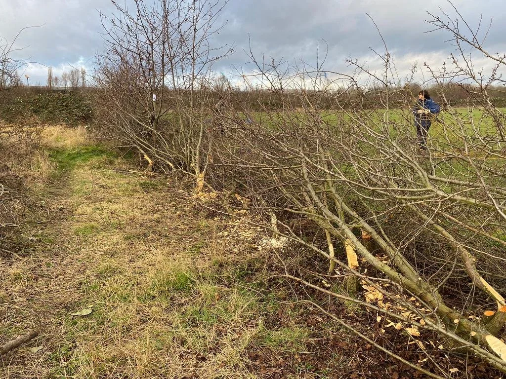 Hedge maintenance