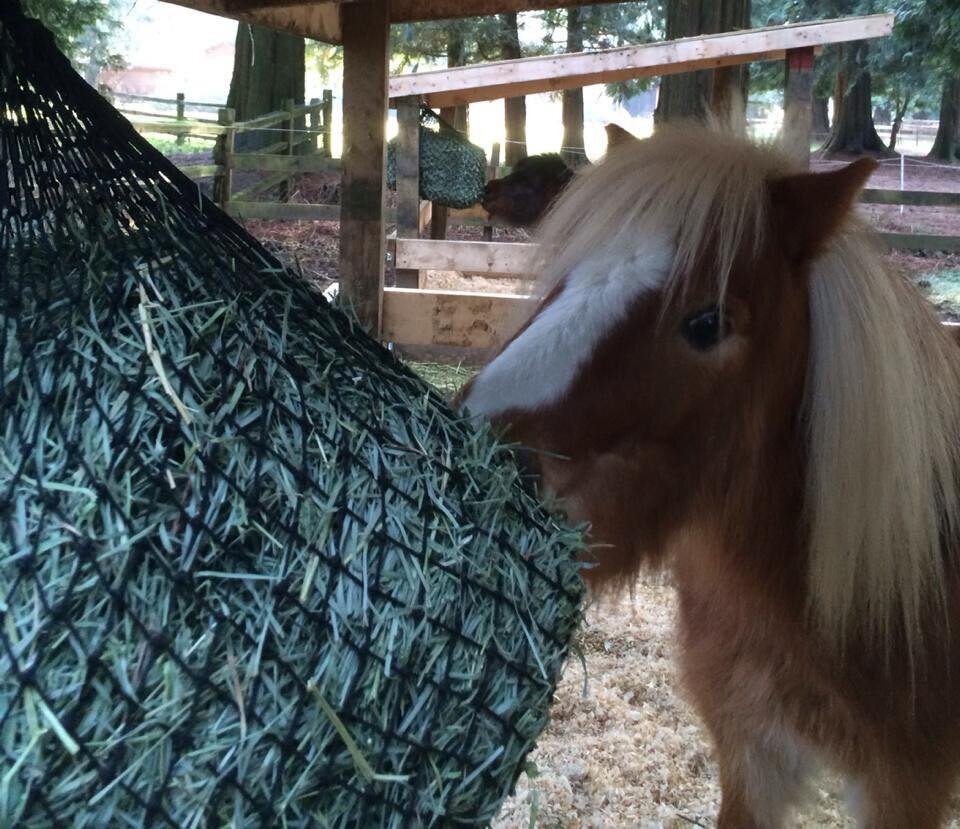 Pony eating out of Hay Net