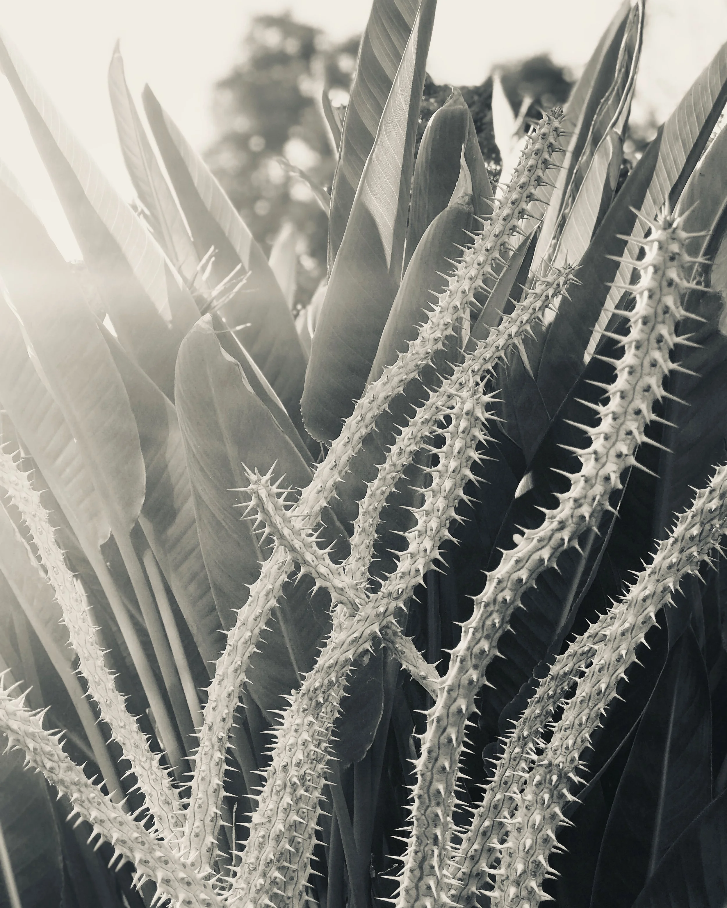 A3DF6295-E346-4693-B09C-F506D0F7155B 2.JPG