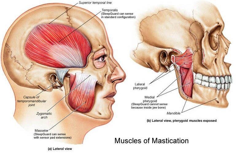 Jaw and Temporomandibular Joint: Anatomy