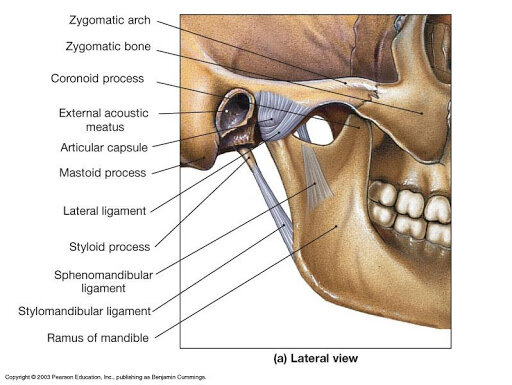 Jaw and Temporomandibular Joint: Anatomy