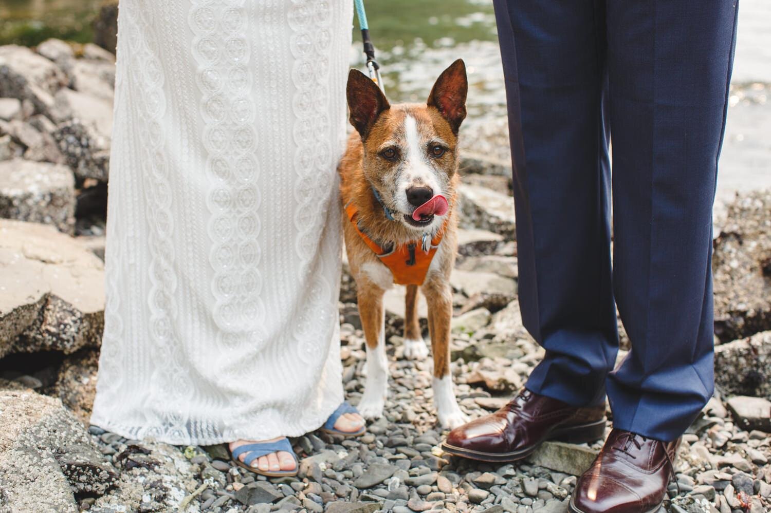  brown dog looks through bride and grooms legs on rocky beach 