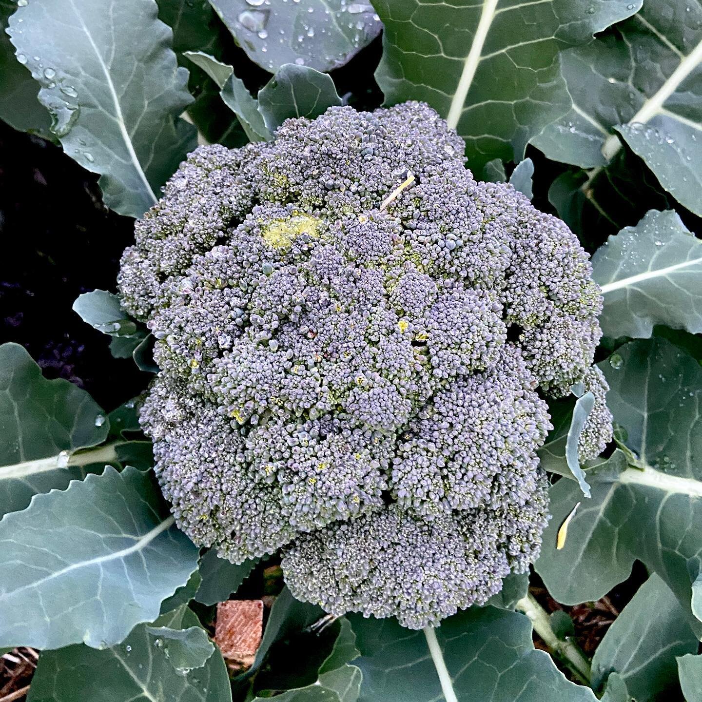 Let&rsquo;s take a moment to appreciate this broccoli from my garden. ❤️❤️ thank you @westbeachfarmer for the AMAZING starts. 

#orcasisland #broccoli #garden