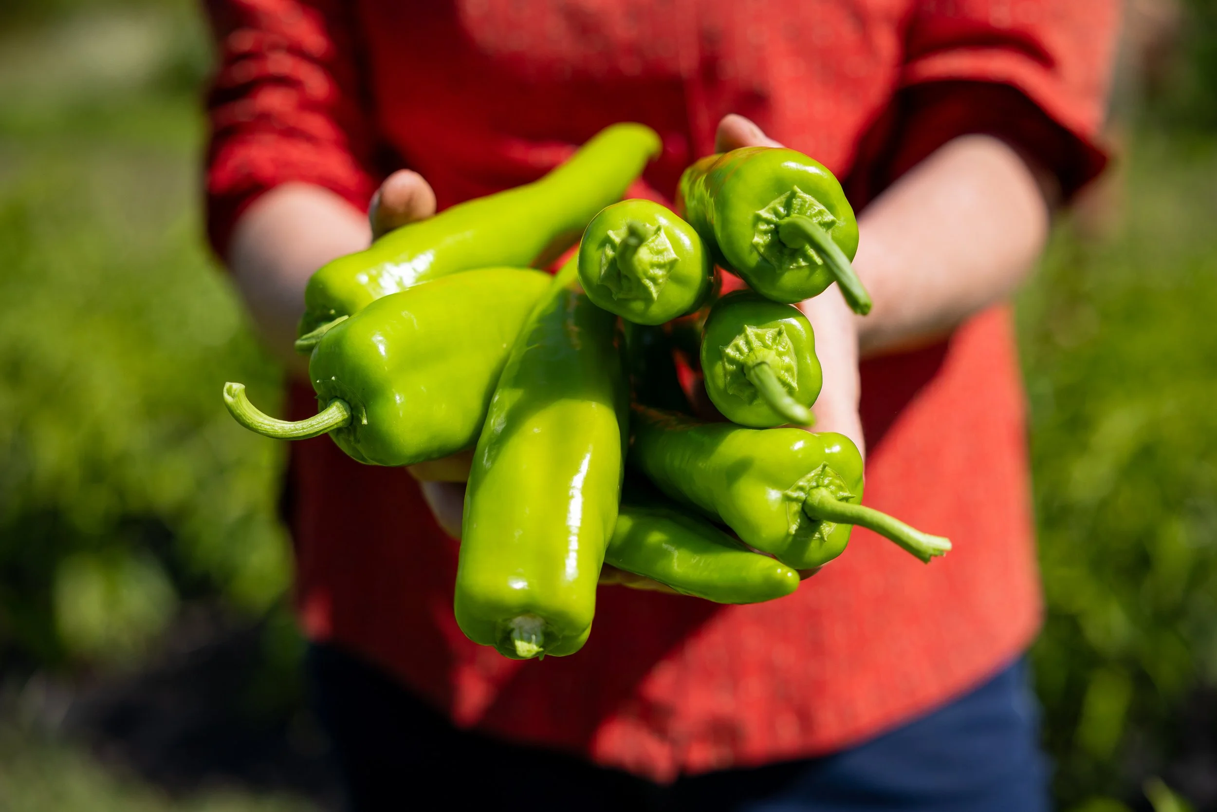 057_Pork Hill_08-15-25.jpg