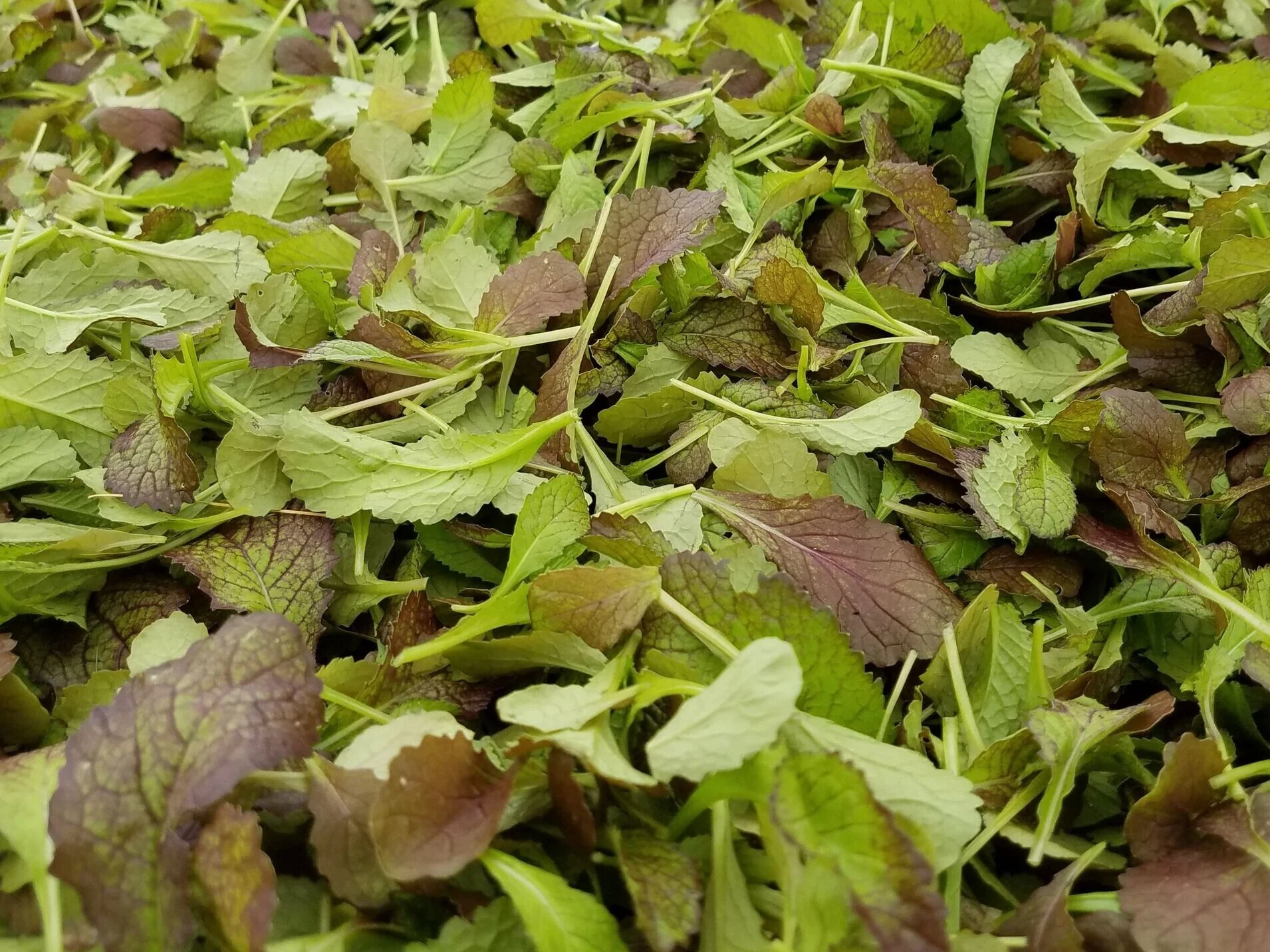 Spring CSA Begins