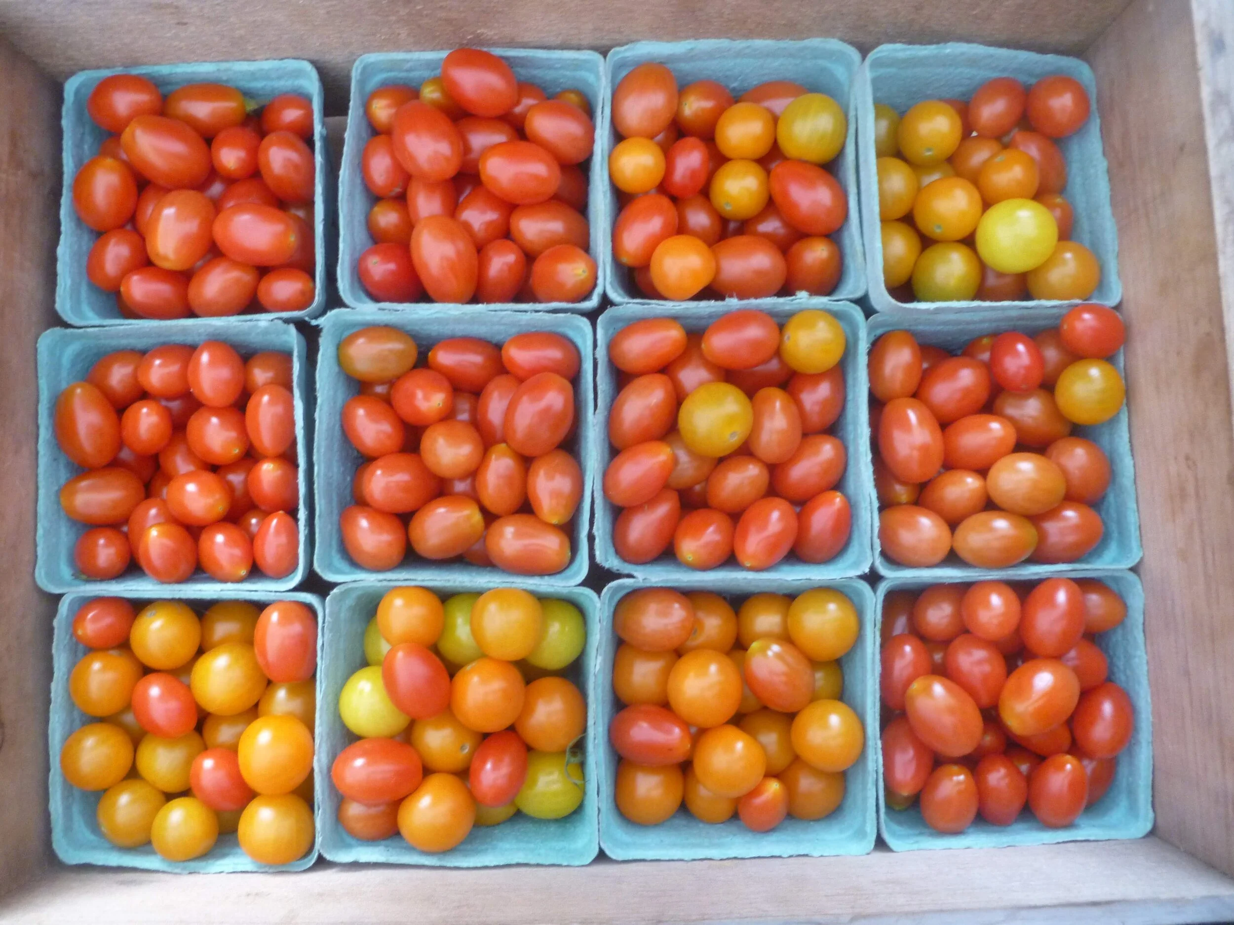 Summer CSA 2022 Begins 