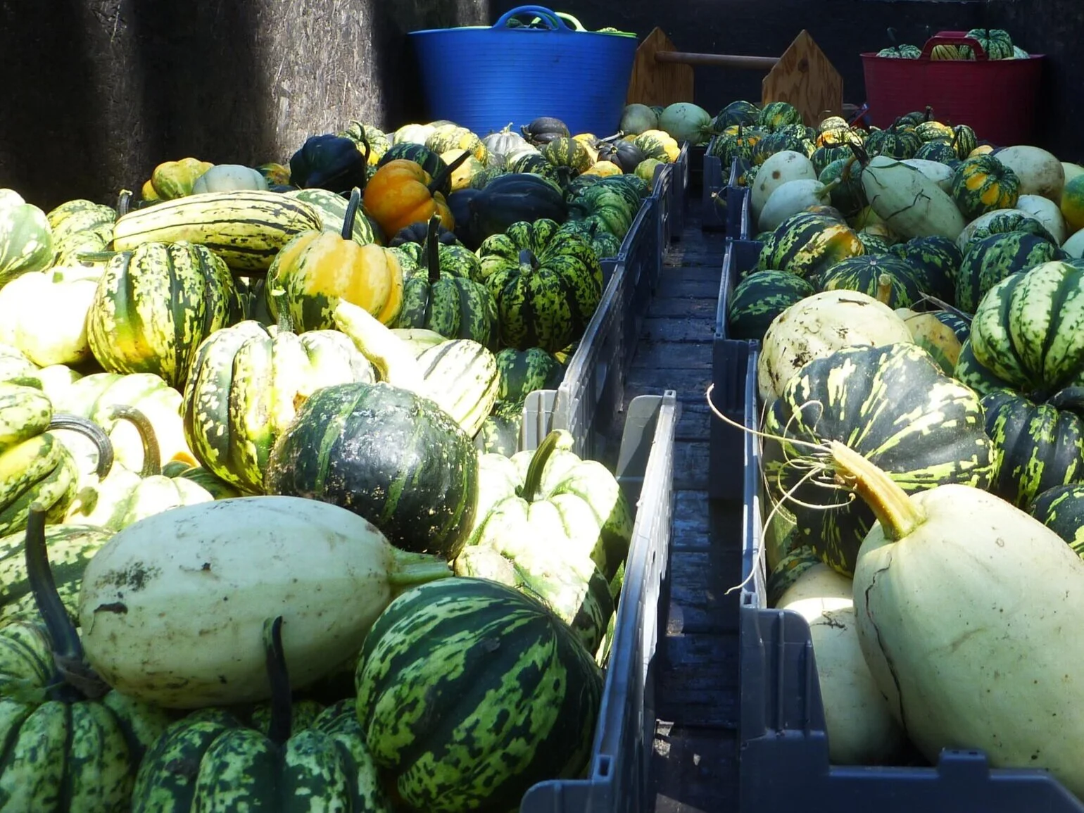Fall CSA 2022 Begins