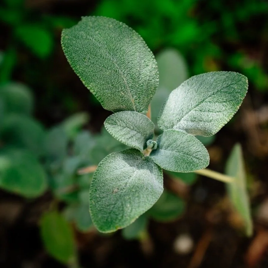 sage_babette-landmesser-ked7OTkMNC0-unsplash.jpg