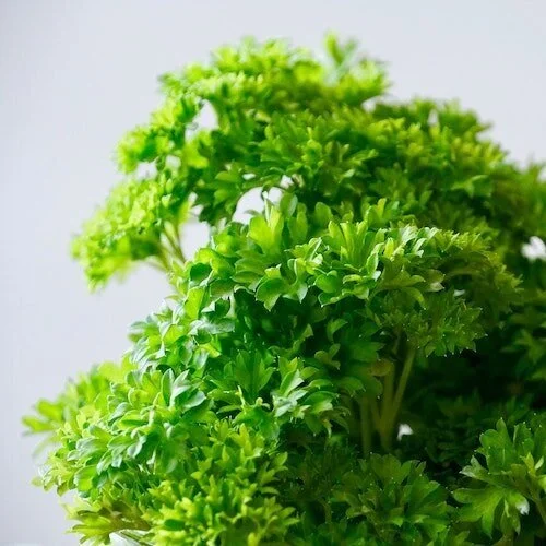 parsley.jpg