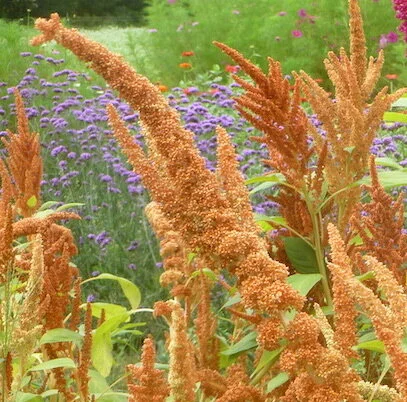 Amaranth - P1030490.JPG