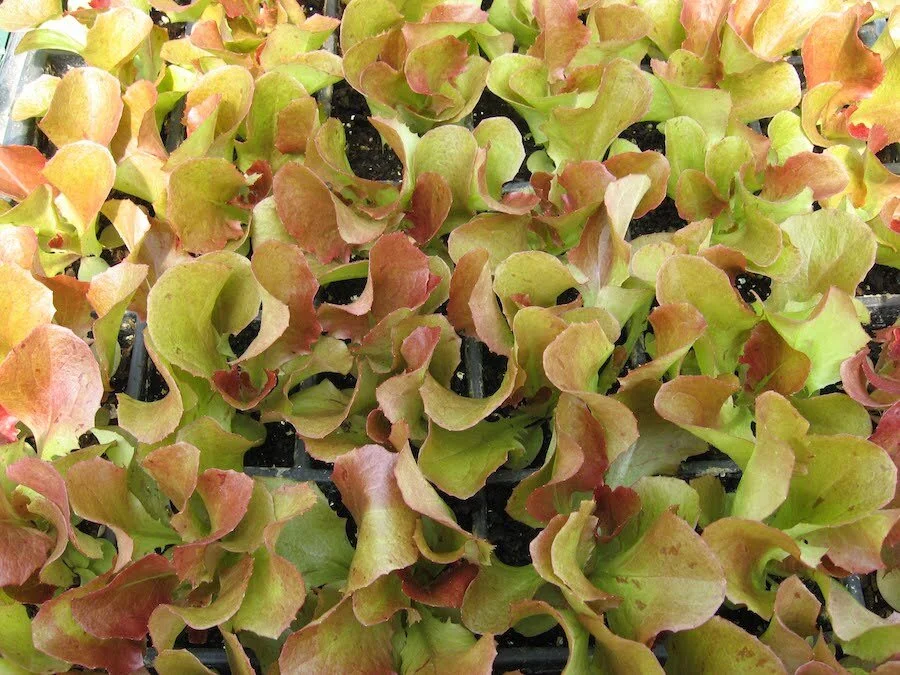 Lettuce, Red Salad Bowl Head