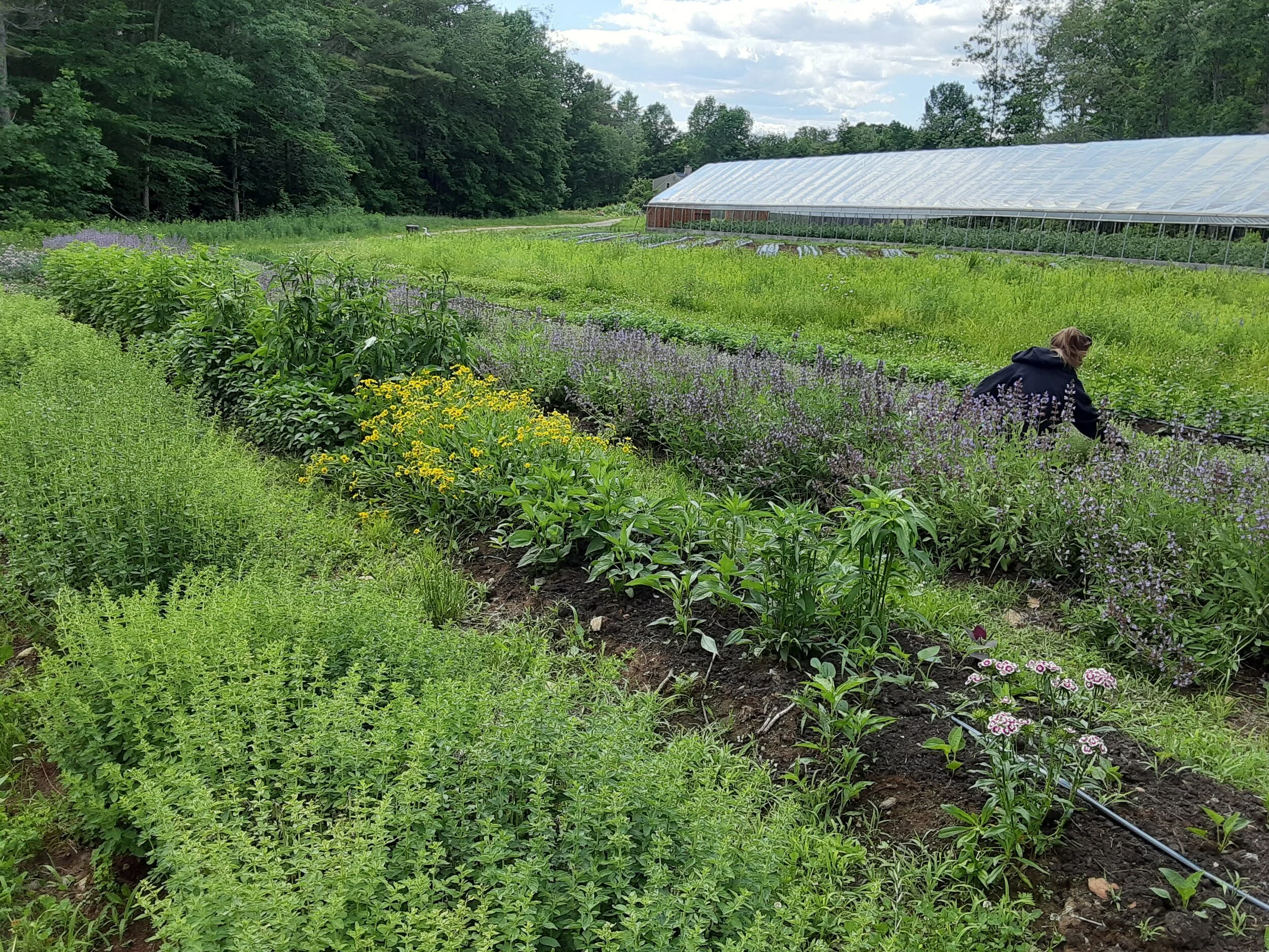 Herb Walk and Lunch