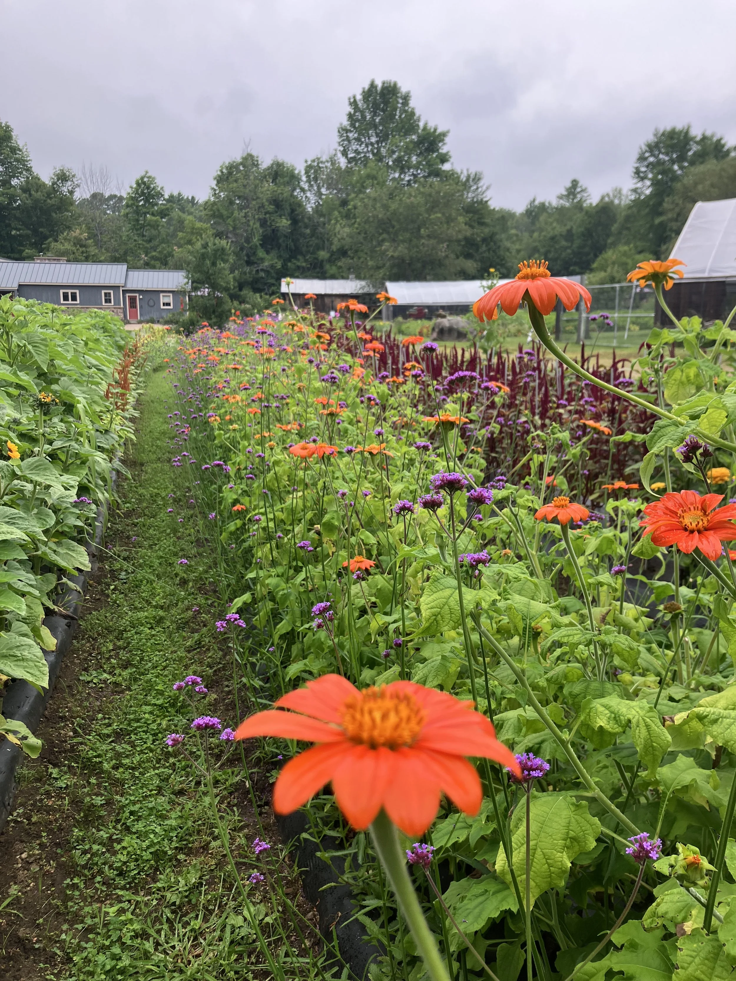 Tithonia, Mexican Sunflower