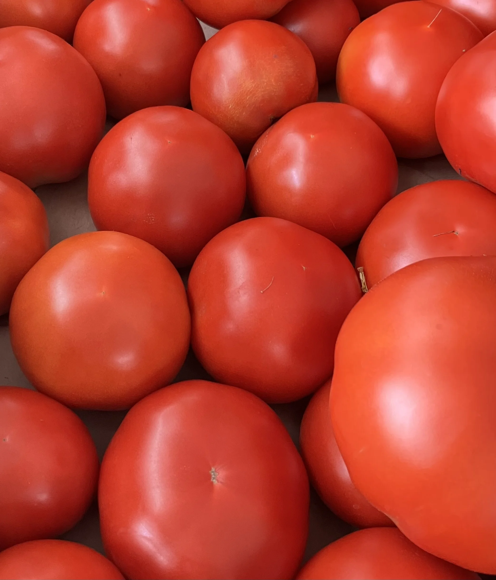 Slicer Tomatoes